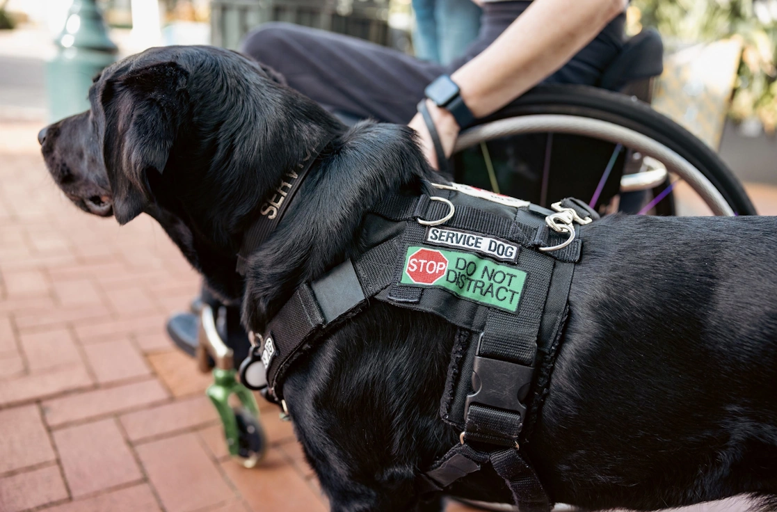 Close up of black lab Kestrel's service dog vest.