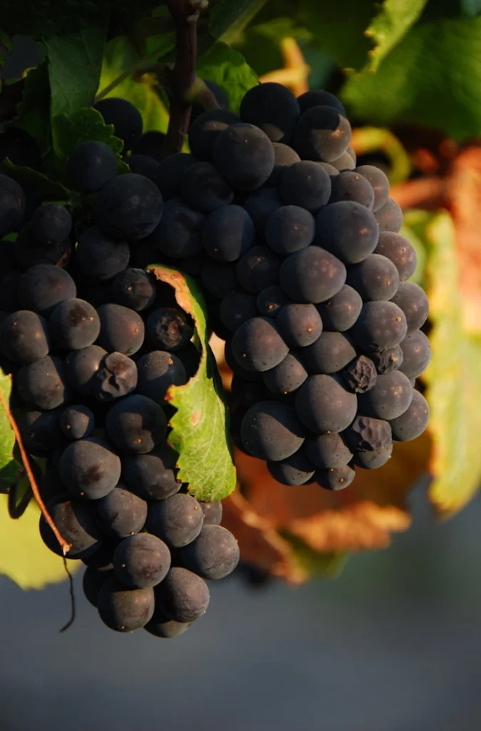 A lustrous, ripe, pinot noir cluster, purple, almost black.