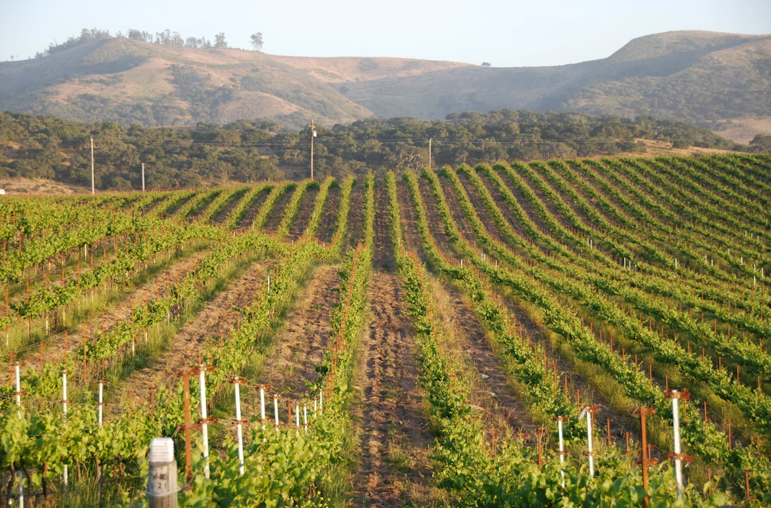 View of long vine rows during golden hour, hills in background.