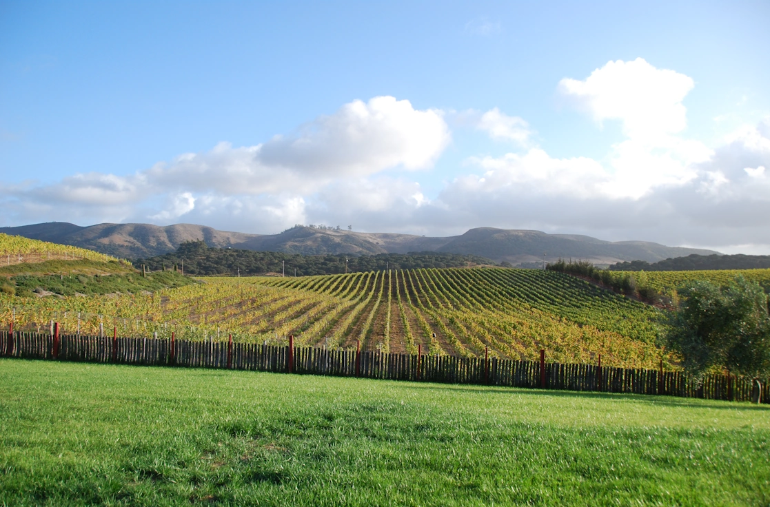 Lawn in foreground, vineyard rows in the middle, Sta Rita Hills in background.